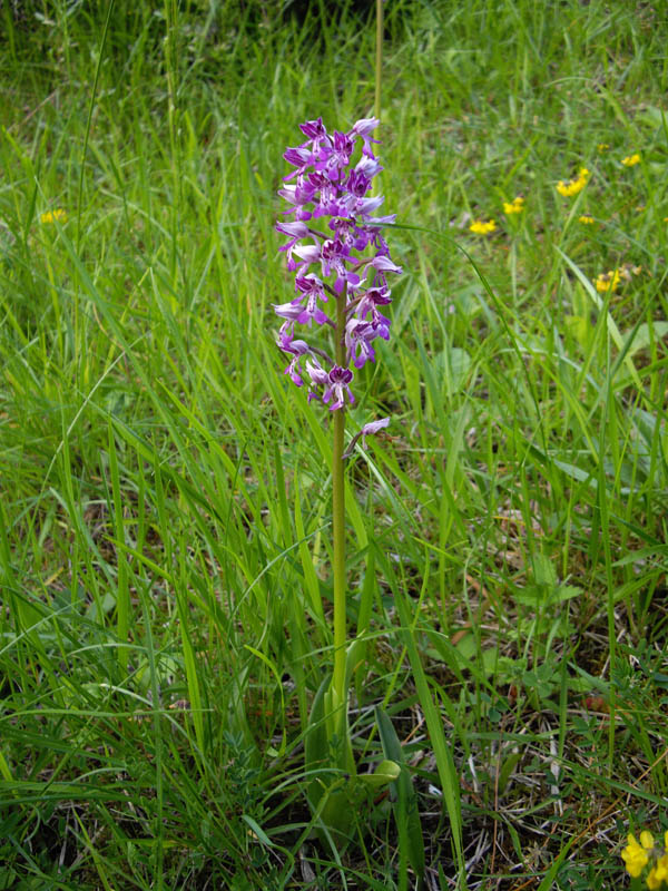 Orchis militaris